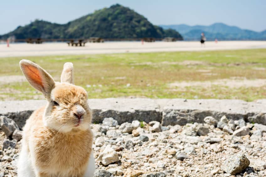 日本には「ウサギ」だけが住む島があるという雑学