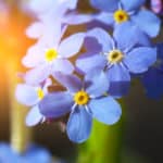勿忘草の花言葉が切なすぎるという雑学