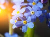 勿忘草の花言葉が切なすぎるという雑学