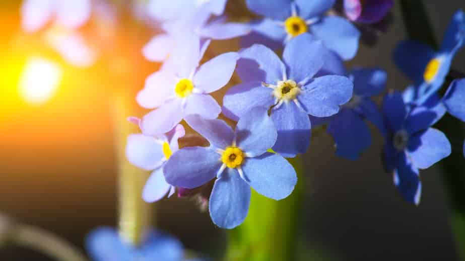 勿忘草の花言葉が切なすぎるという雑学
