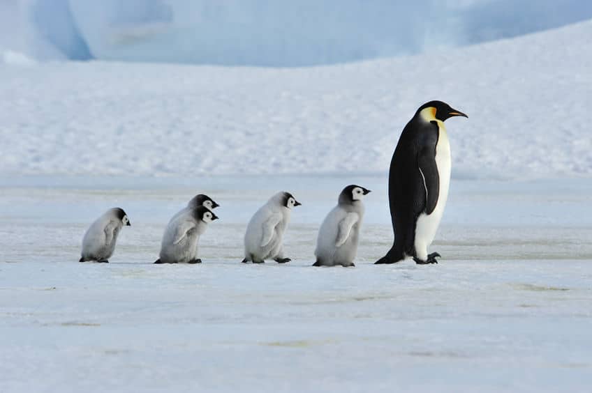 ペンギン行列の理由は生存本能についてのトリビア