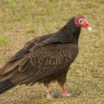 ヒメコンドルの、全く姫でない生態に関する雑学