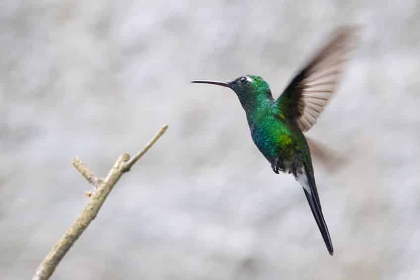 世界最小の鳥は「マメハチドリ」に関する雑学
