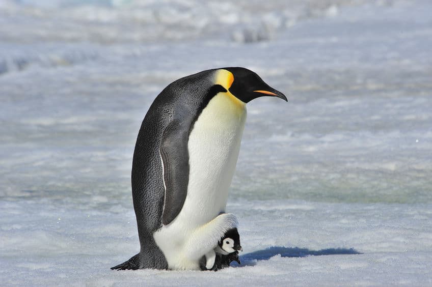 南極で子育てをするペンギンは2種類しかいないというトリビア