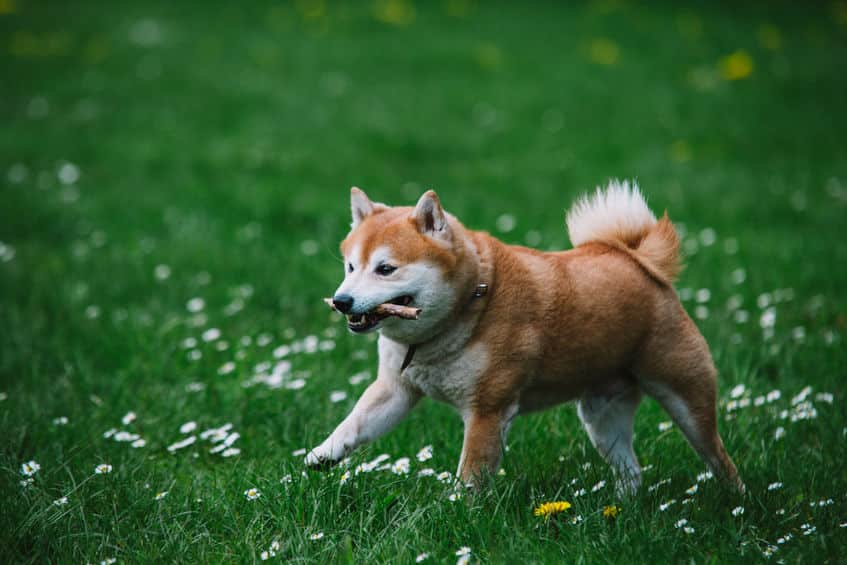 柴犬は天然記念物という雑学