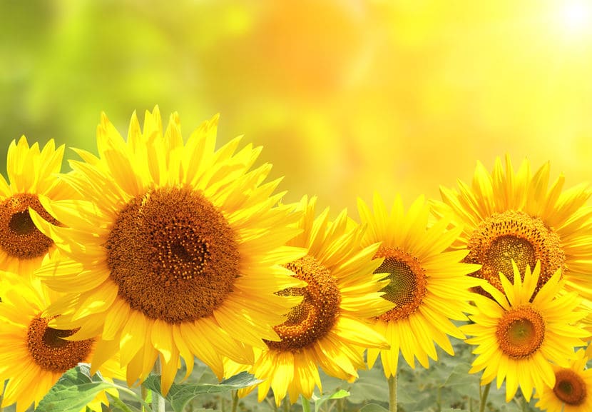 ひまわりが太陽の方を向くのは蕾をつけるまでだったというトリビア