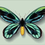 世界一大きなチョウはアレクサンドラトリバネアゲハという雑学