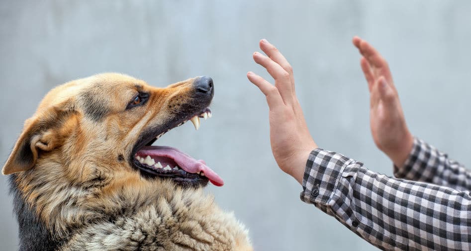 国内での発生と海外の狂犬病についてのトリビア