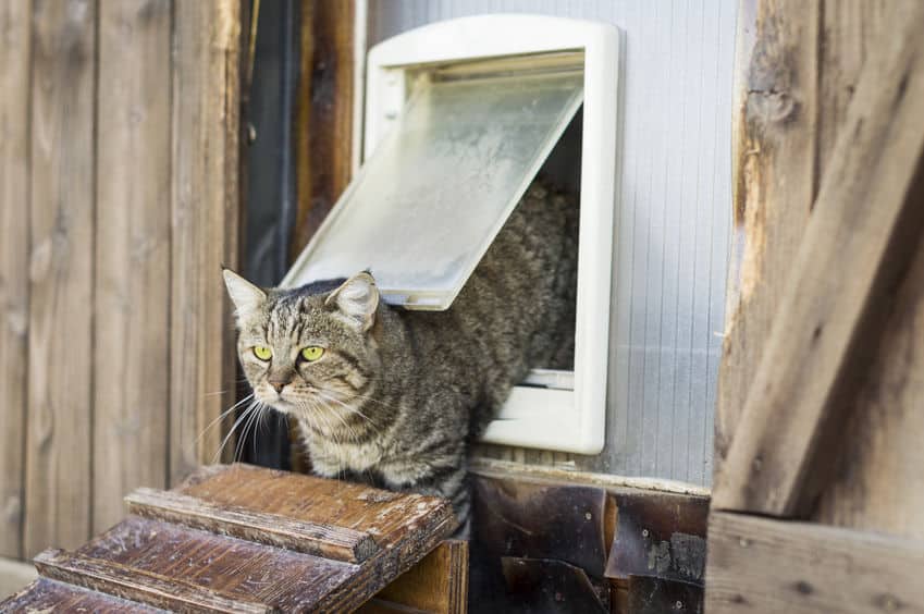 キャットドアを開発したニュートン