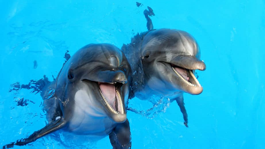 実はサメよりイルカのほうが強い説。水族館のイルカは超強い。というトリビアまとめ