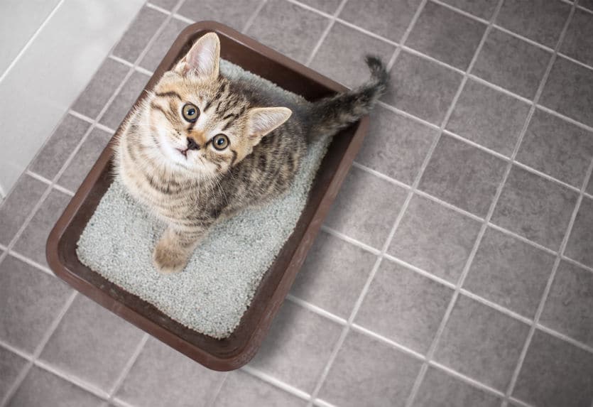 自然界の名残…猫がフンに砂をかける理由についてのトリビアまとめ