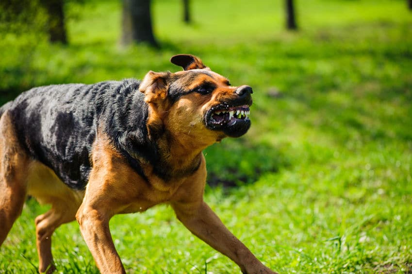 狂犬病の恐さというトリビア