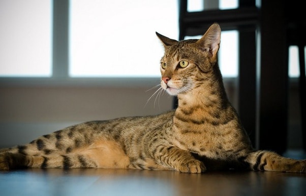 超高級な猫「アシェラ」についての雑学