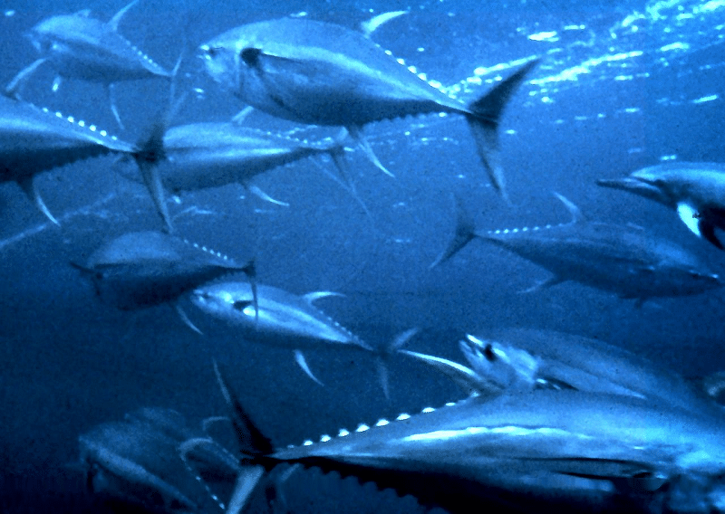 「魚」に「有」でマグロと読む理由についてのトリビア