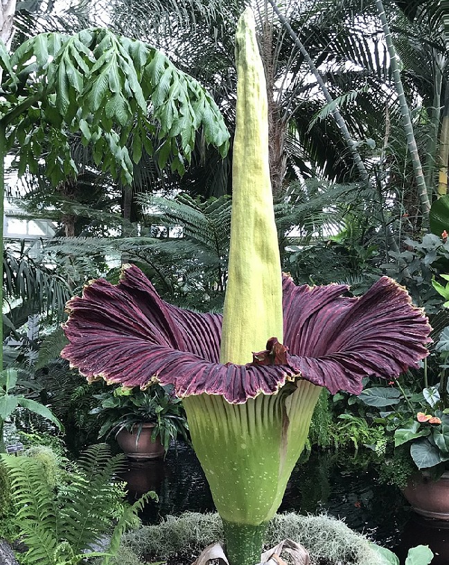 ラフレシアには世界最大の花という名を競うライバルがいた!というトリビア