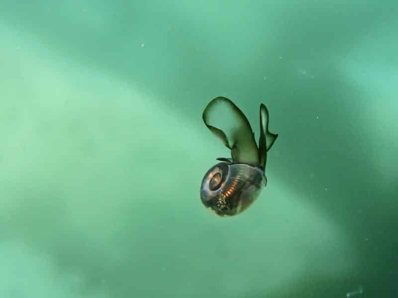 肉食に変化するクリオネが食べるミジンウキマイマイ
