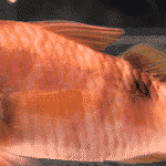 オジサンという魚に関する雑学