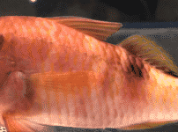 オジサンという魚に関する雑学