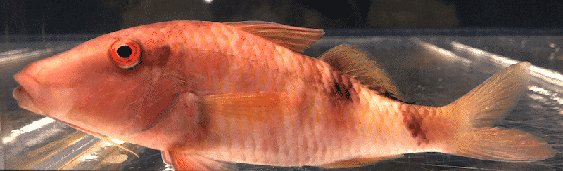 オジサンという魚に関する雑学