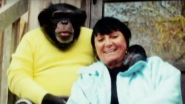 人気チンパンジーが起こした事件に関する雑学