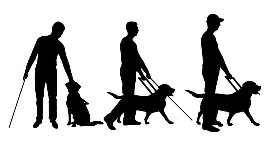 盲導犬になるための3つの訓練についてのトリビア