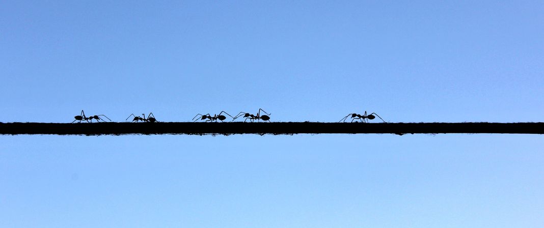 アリが1万m上空から落下しても死なない理由に関する雑学