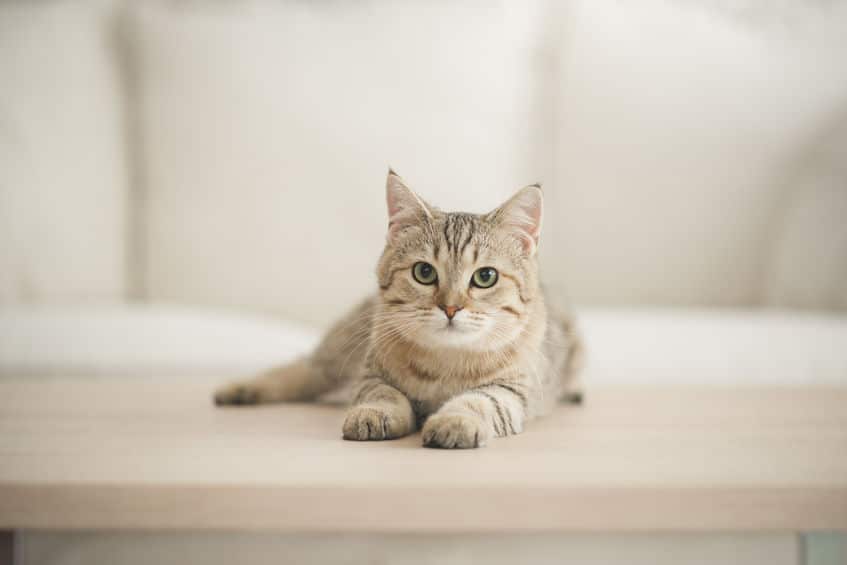 猫の血液型はほとんどA型でB型はレア!O型の猫は存在しないんですというトリビアまとめ