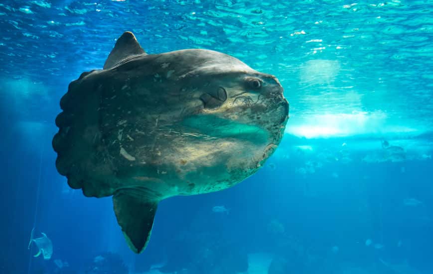 マンボウは生物最多の卵を産む。というトリビア