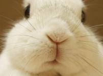 「うさぎは寂しがりや」は本当という雑学
