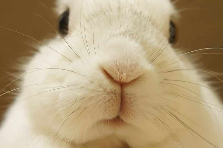 「ウサギは寂しがりや」は本当という雑学
