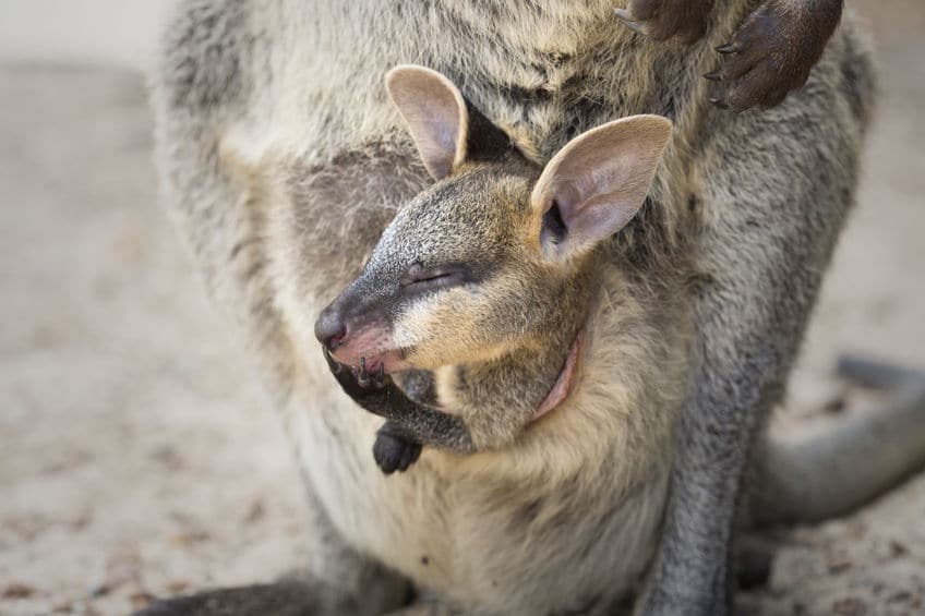 カンガルーの袋は子供のベビーベッドというトリビア