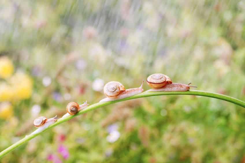意外と知られていない、カタツムリの生態についてのトリビア