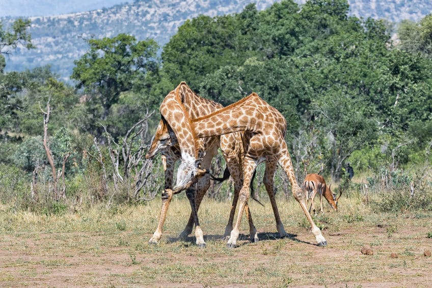 キリンの同性愛!?ケンカの興奮を性的な興奮と錯覚するというトリビア