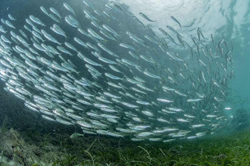胃のない魚は他にもいるというトリビア