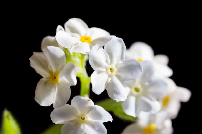 「勿忘草」という名前は日本の学者が命名についてのトリビア