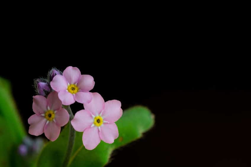 花言葉に秘められた、悲しい伝説についてのトリビア