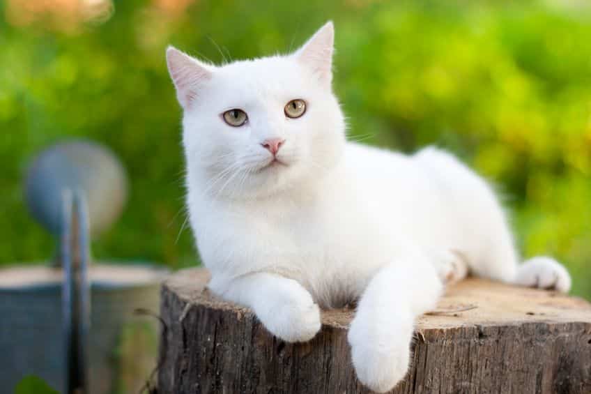 猫の名前の「たま」はどんな由来?というトリビア