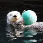 最も毛深い動物はラッコという雑学