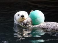最も毛深い動物はラッコという雑学