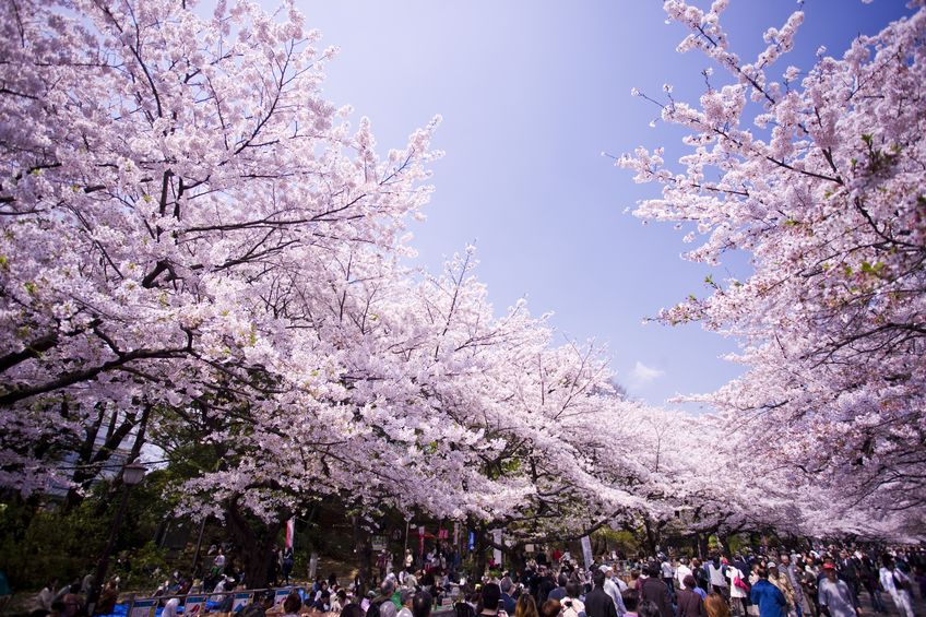 お花見は日本独自の文化についてのトリビア