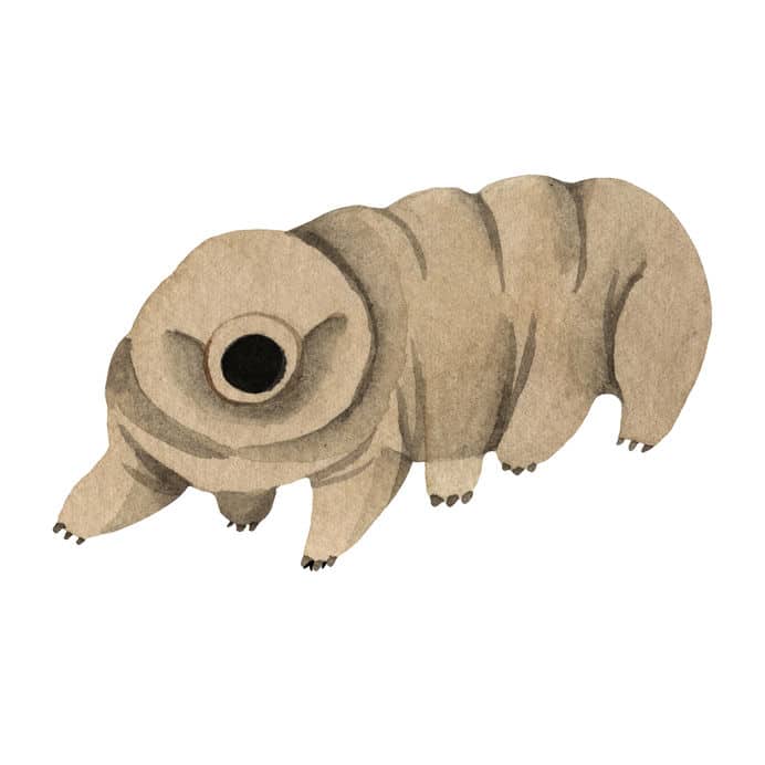 クマムシの「乾眠」状態はマジで最強というトリビア