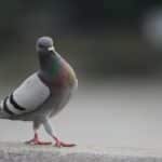 伝書鳩の恐るべきスペックに関する雑学