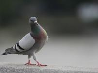 伝書鳩の恐るべきスペックに関する雑学