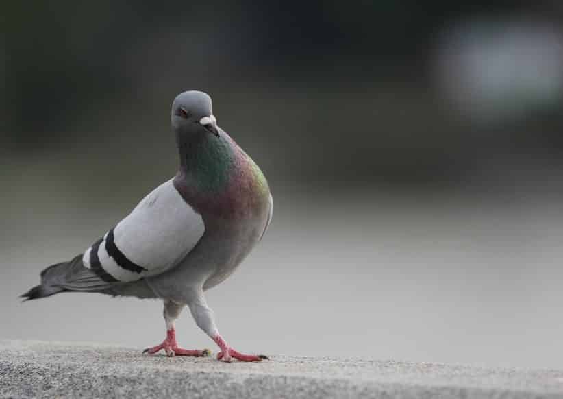 伝書鳩の恐るべきスペックに関する雑学