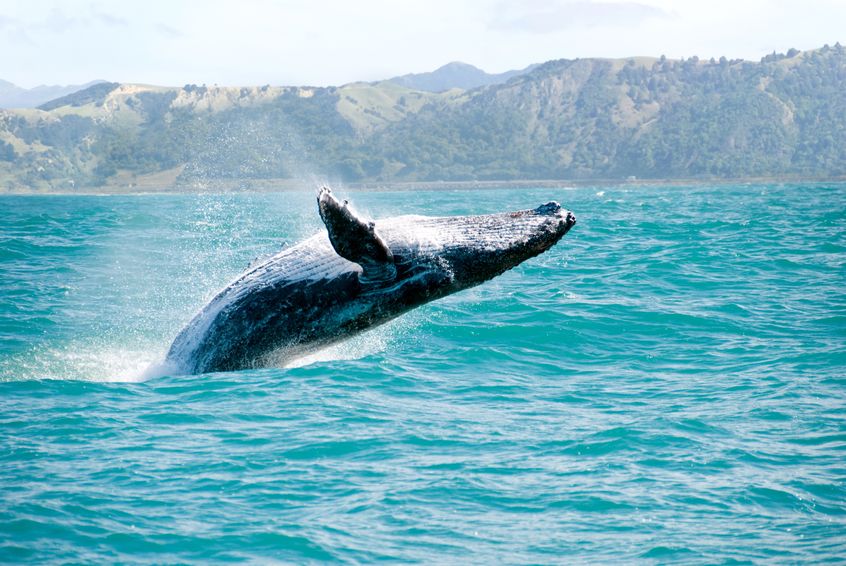 クジラが陸で生きられない理由は2つあるというトリビア