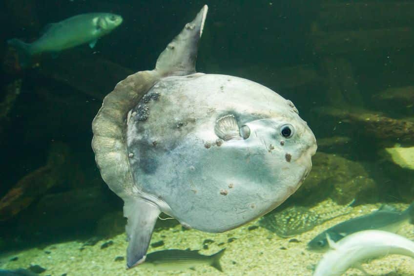 「マンボウ最弱伝説」とは。についてのトリビア