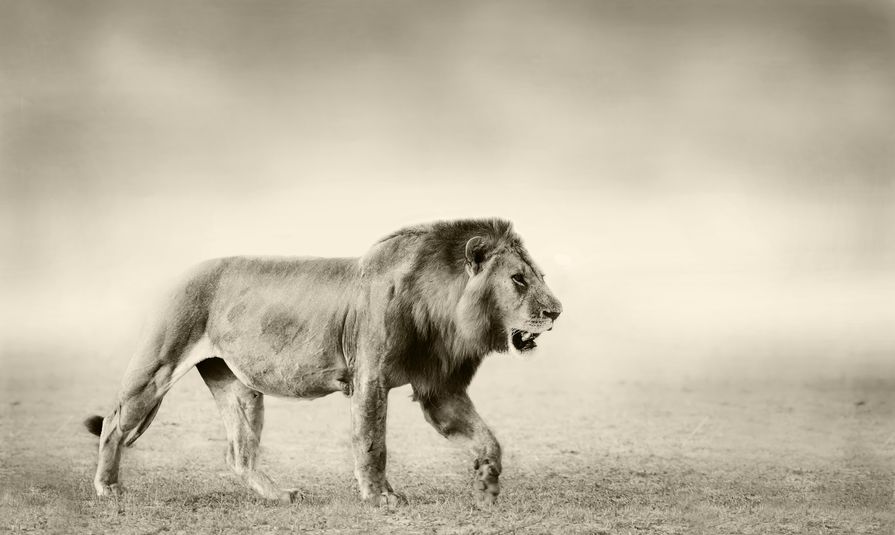 群れの新ボスライオンは、前ボスのオスの子どもを全滅させるというトリビア