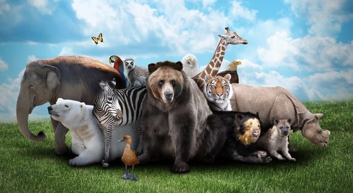 人間のせいで…!悲しすぎる理由で絶滅した動物たちについての雑学まとめ