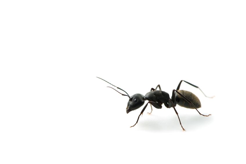 アリの行列にヒントアリ!?渋滞しないメカニズムについてのトリビア