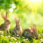 昔ウサギは鳥だと思われていた！という雑学